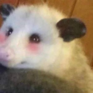 Meet your Posher, Quinn